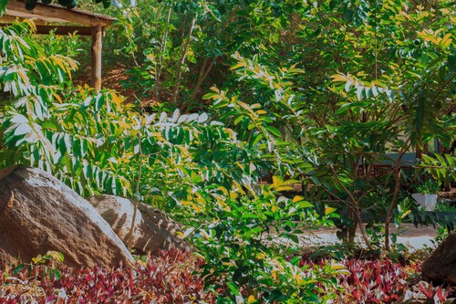 Mkomazi Hotels and Campsite