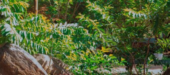 Mkomazi Hotels and Campsite