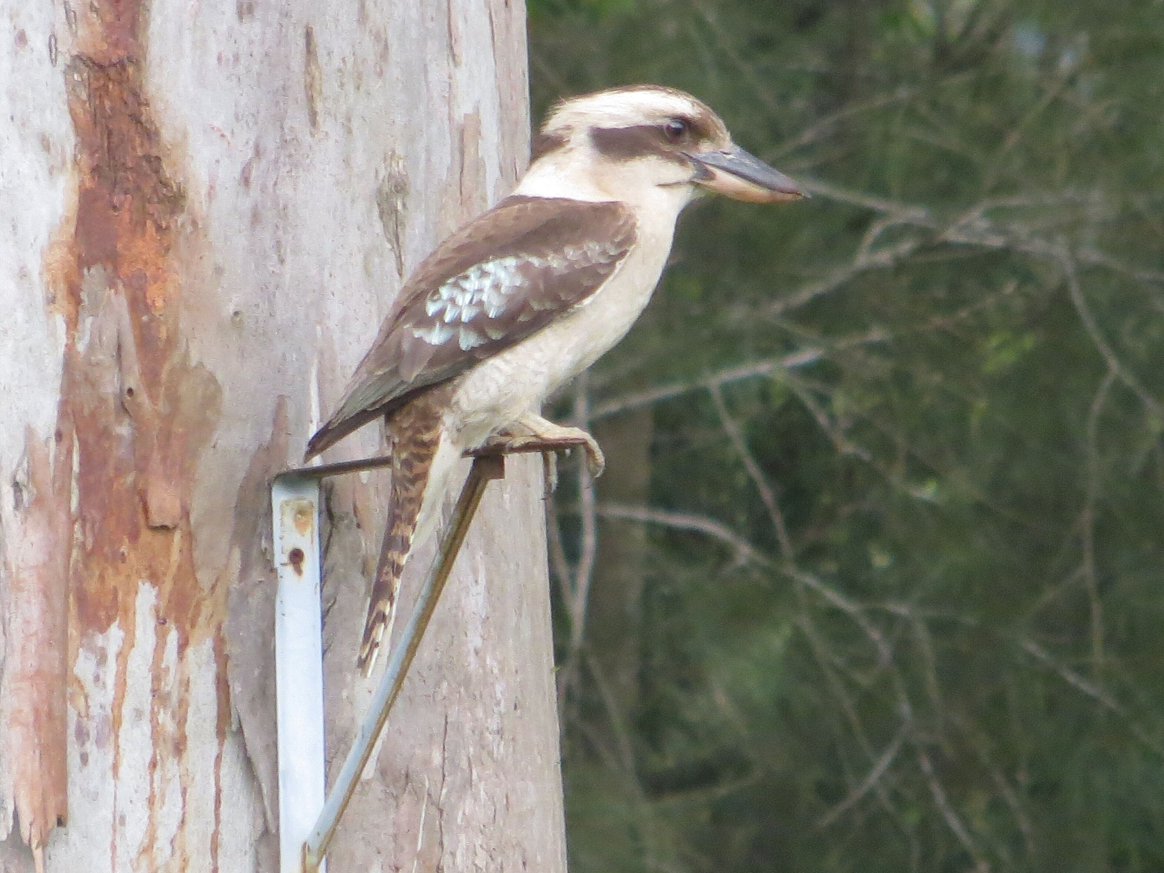 Un oiseau était perché sur le tronc d’un arbre.