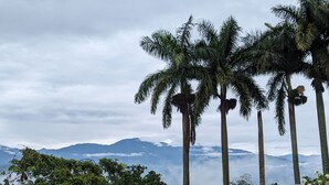 A view of tall palm trees and dense foliage with a mountainous backdrop. - La Bella Vista (Calarcá)
