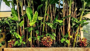 A pool area with banana plants and other greenery. - Views, Rafting, Skiing, Tubing, Casinos, Zipline, Hiking, EV, Hot Tub (Idaho Springs)