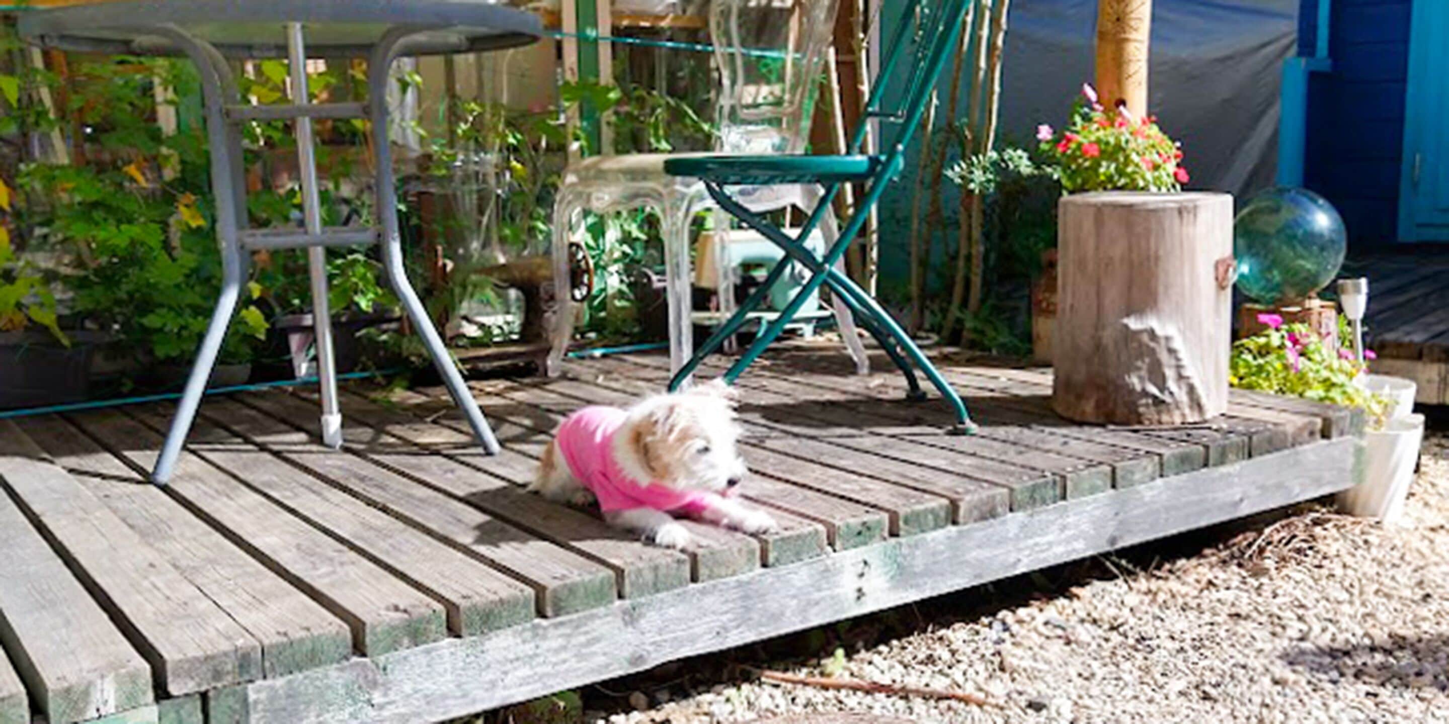 Un perro pequeño descansando sobre una cubierta de madera, con una silla y una mesa al fondo.