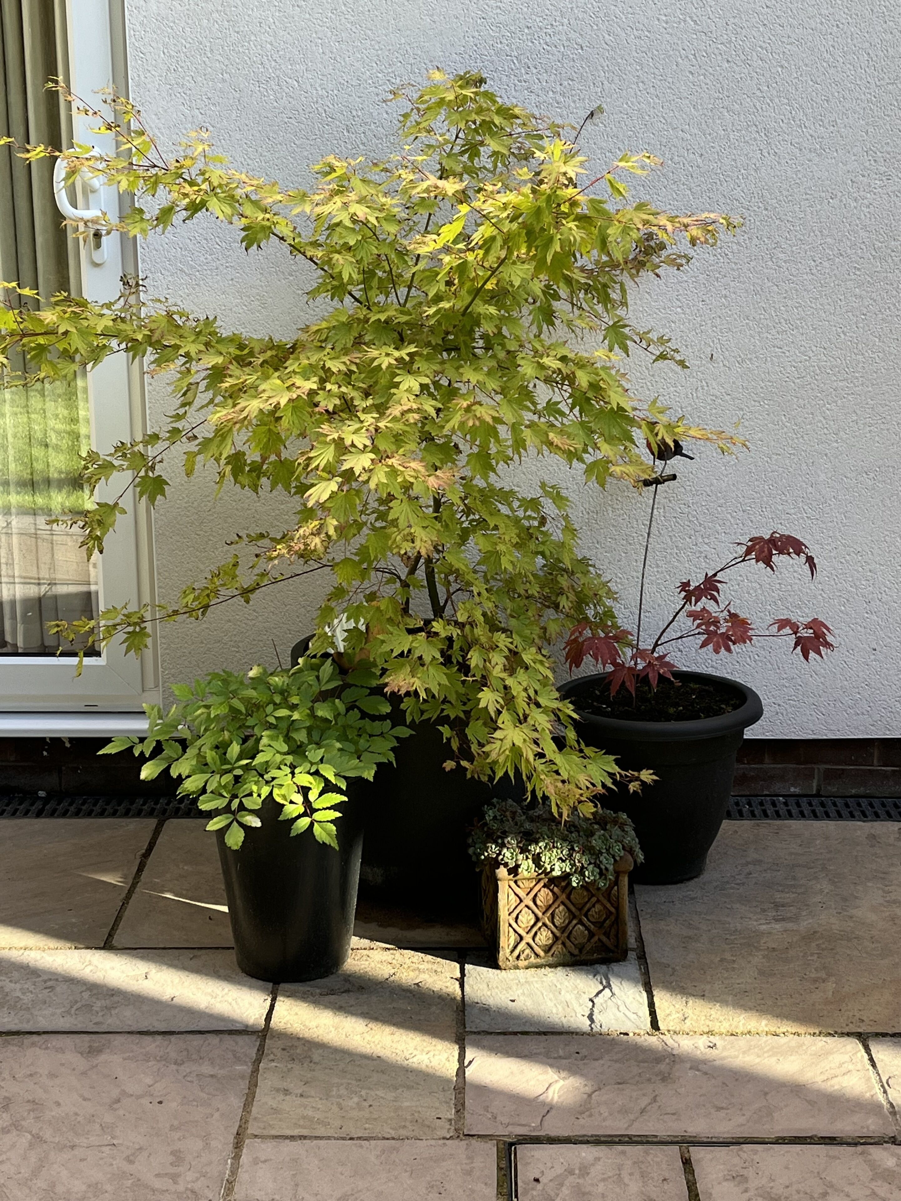 Un érable en pot, aux feuilles vertes et rouges, placé sur une terrasse carrelée, à côté d’un mur blanc.