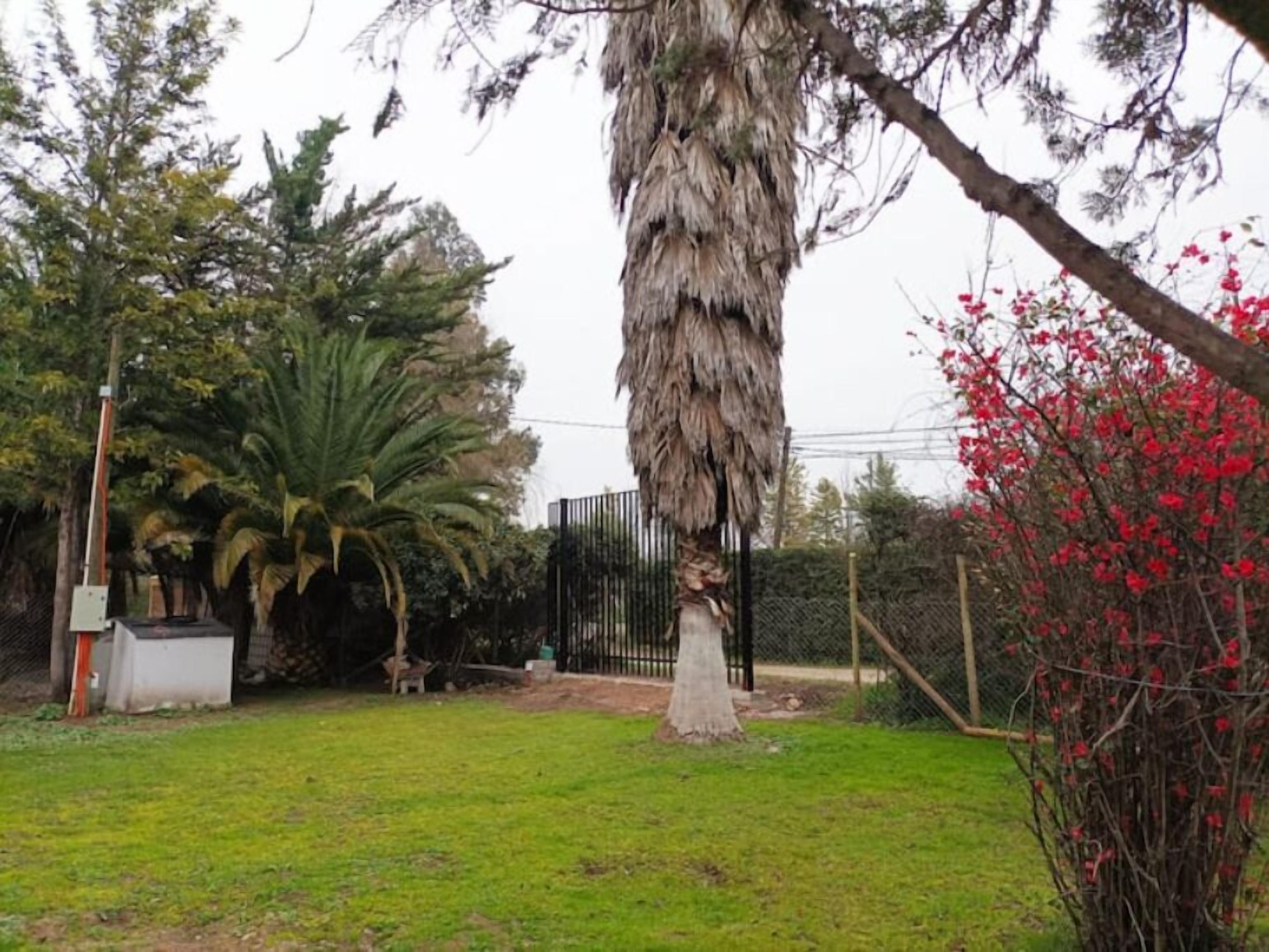 A grassy area with a large tree, a palm tree, and a red flowering bush.