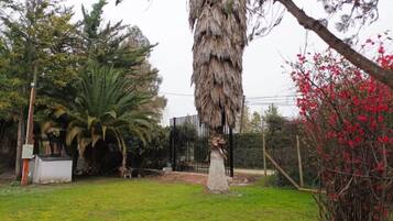 A grassy area with a large tree, a palm tree, and a red flowering bush.