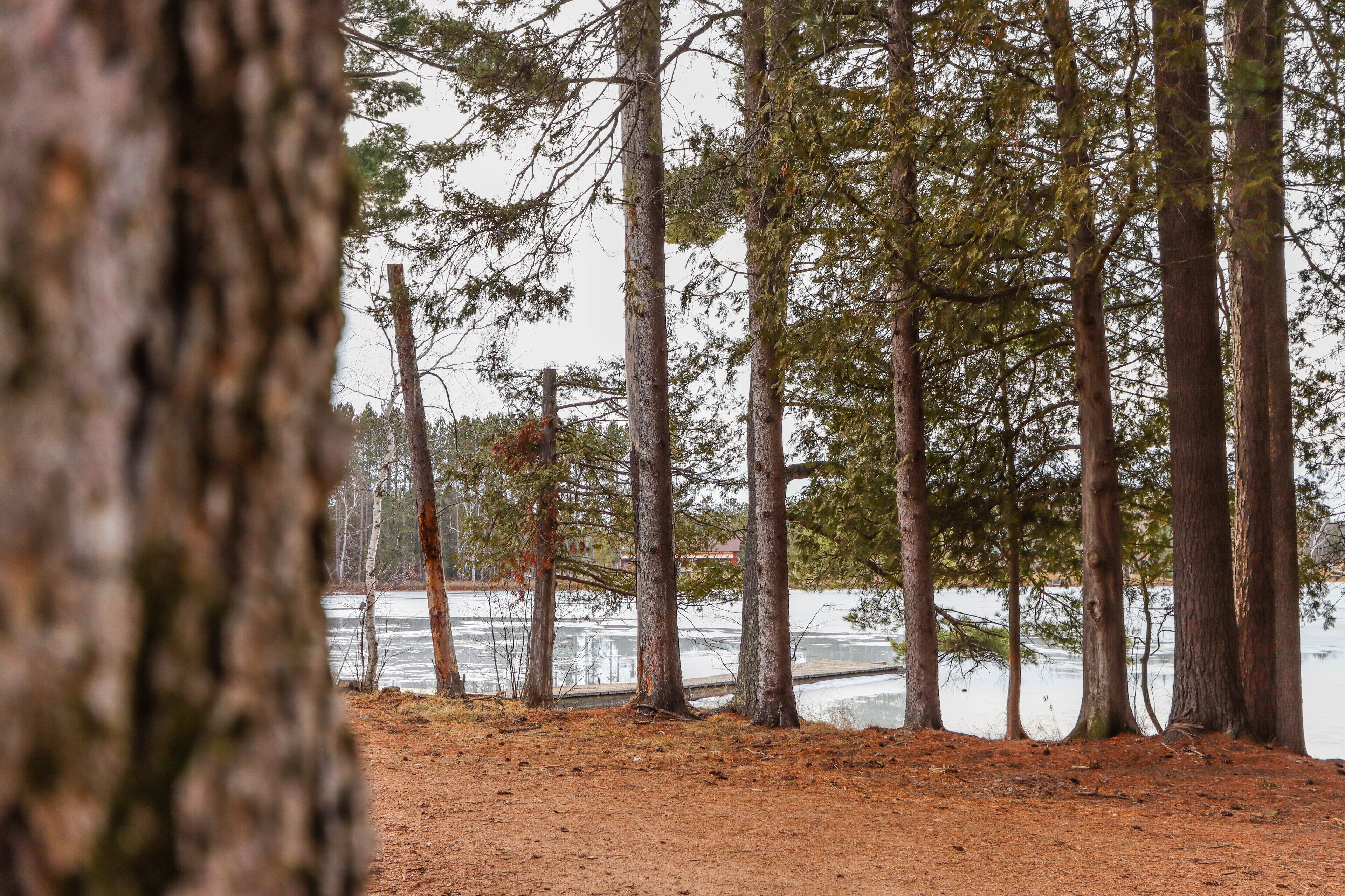 A forested area with tall trees and a body of water in the background.
