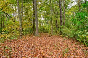 A forest with a ground covered in fallen leaves. - Casa Carezza, Pet Friendly (Logan)