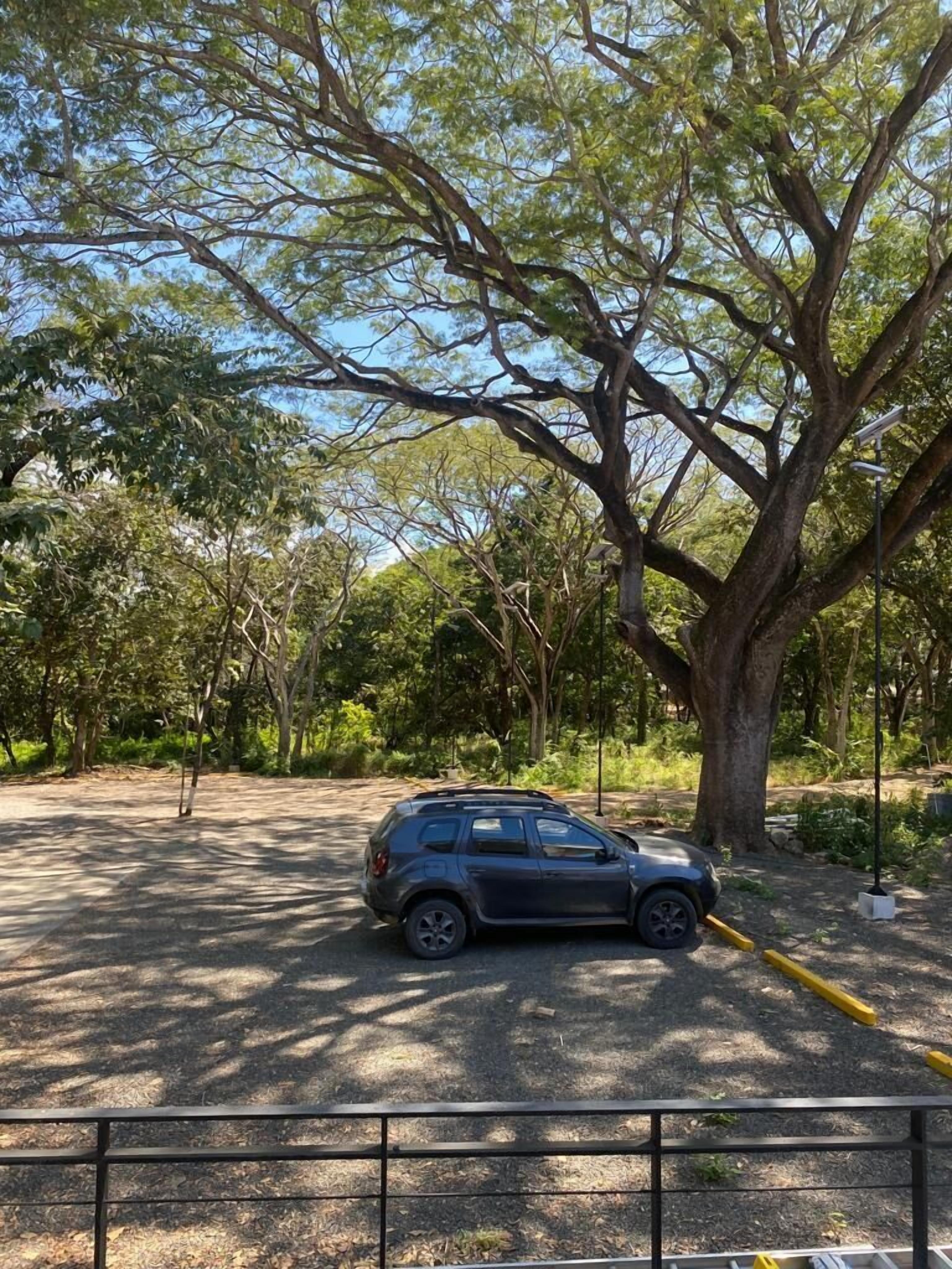 Ein Auto steht unter einem großen Baum in einem Park mit befestigtem Boden und einem Metallzaun im Vordergrund.