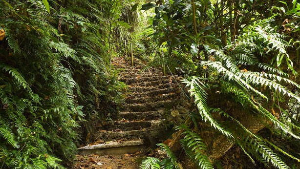 Una escalera de piedra rodeada de helechos y follaje frondoso.