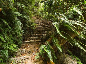 A stone staircase surrounded by dense ferns and foliage. - Eden on the River (Rentapow)