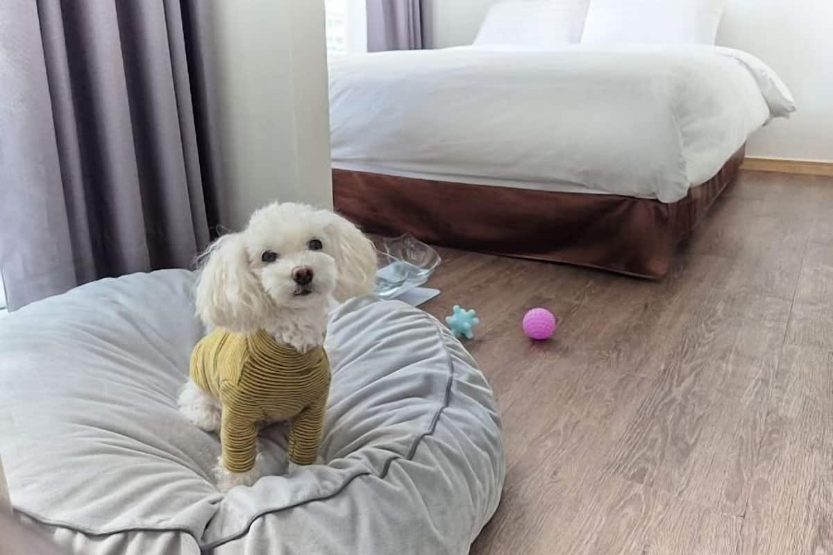 1 Schlafzimmer, Schreibtisch, Verdunkelungsvorhänge