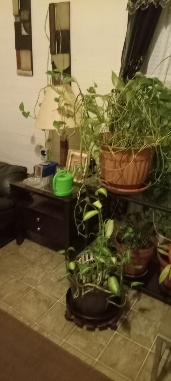 Interior - My cameras are in the inside of the house and anything come through. (Williamson)