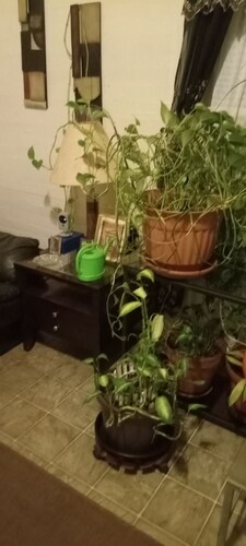 My cameras are in the inside of the house and anything come through.