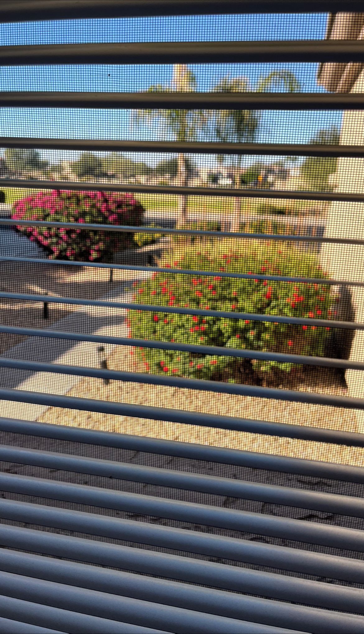 Une vue à travers les stores d’une fenêtre, donnant sur un jardin avec différentes plantes et un ciel bleu dégagé.