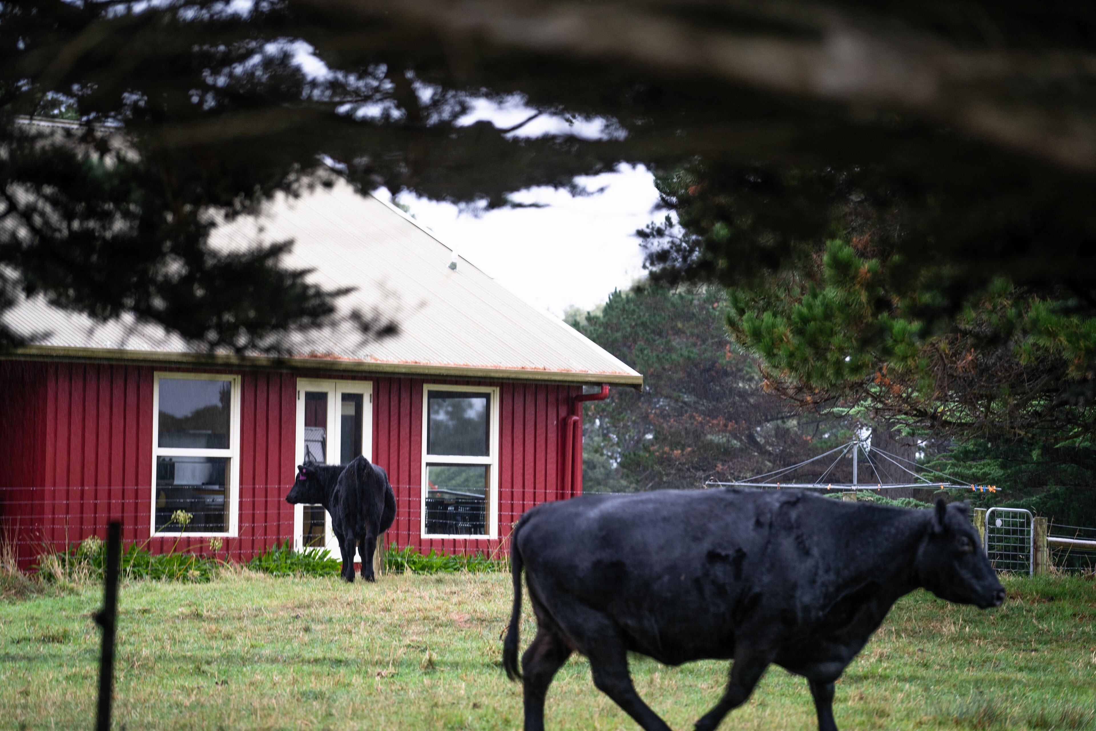 Un granero rojo con puerta y ventanas blancas, una vaca negra en primer plano y un árbol al fondo.