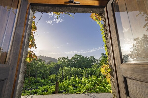 A view through a window with wooden frames and a view of a lush garden.