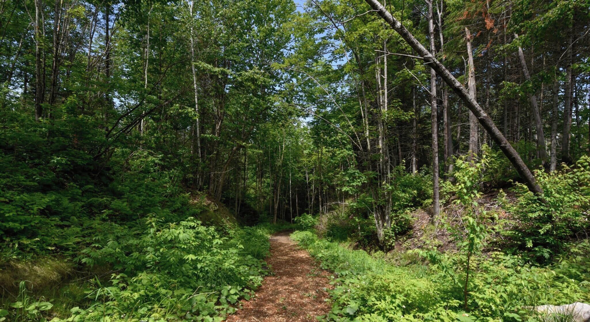 A forested path with dense greenery and trees.