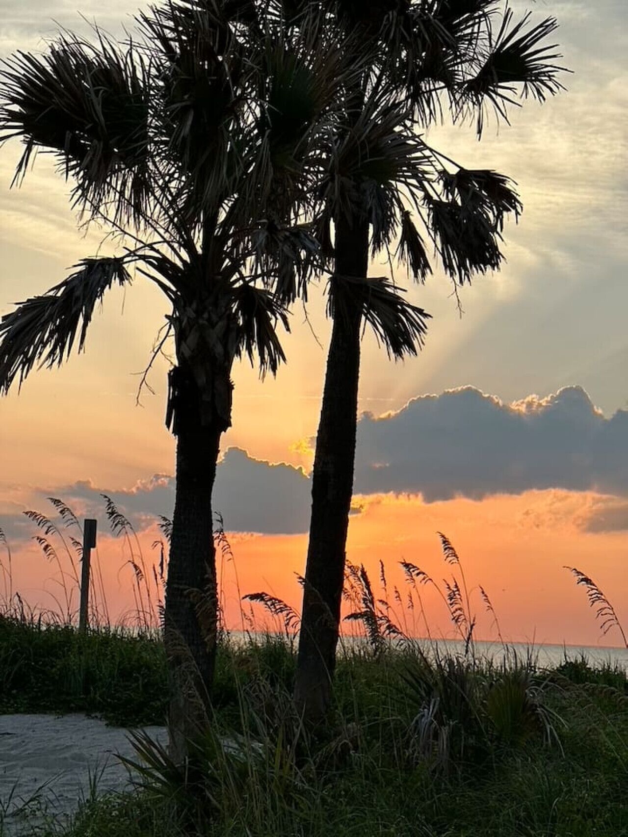 A sunset view with palm trees and a beach.