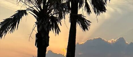 A sunset view with palm trees and a beach.