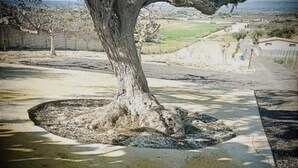 A tree with a large root system in a landscaped area with a paved path and a fence in the background.