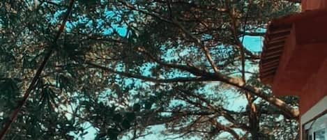 Vista desde la propiedad