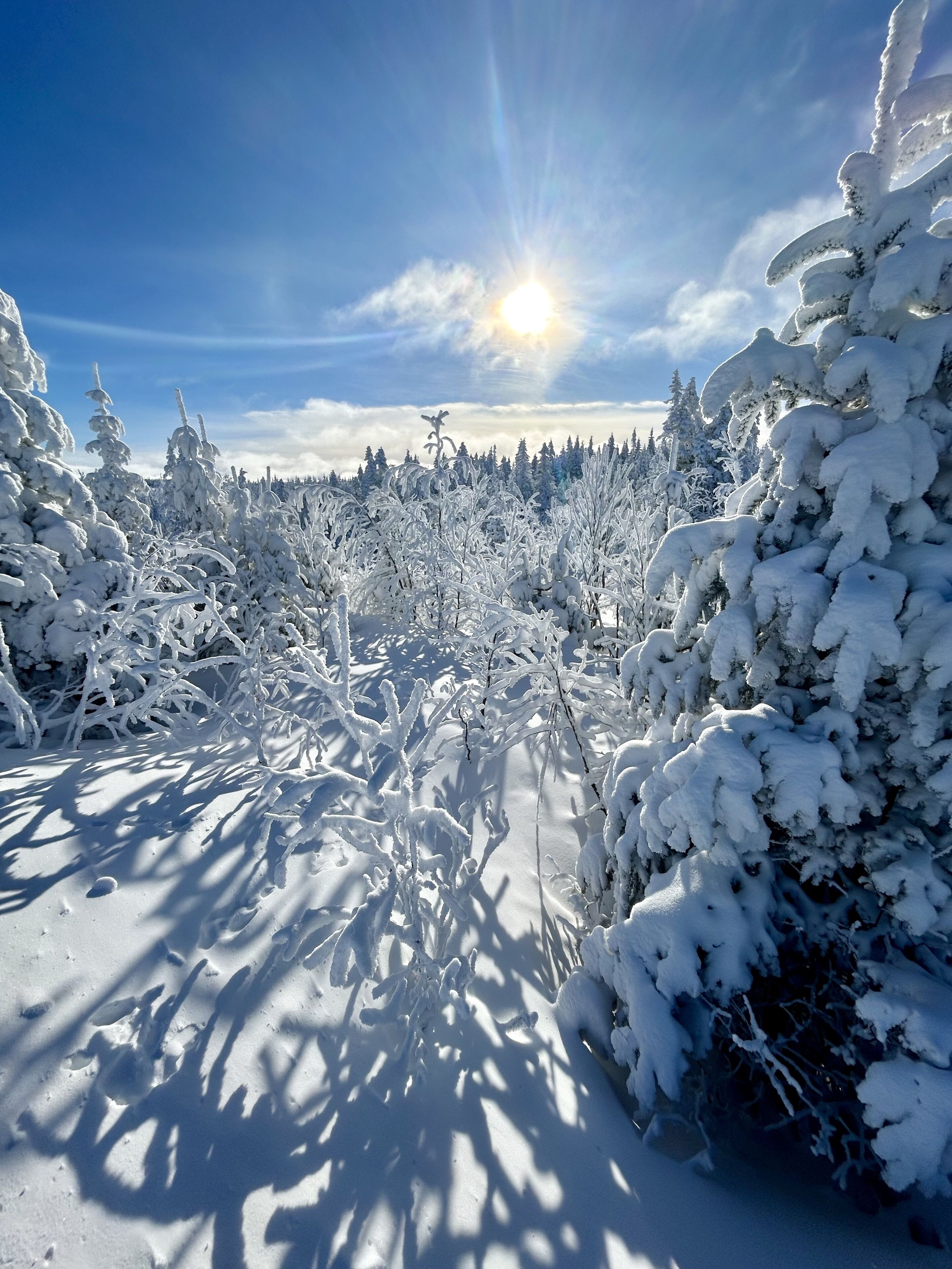 A snowy landscape with dense trees and a clear sky.
