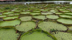 Game drive - Pousada Tupaiú (Alter do Chaõ, Santarém)