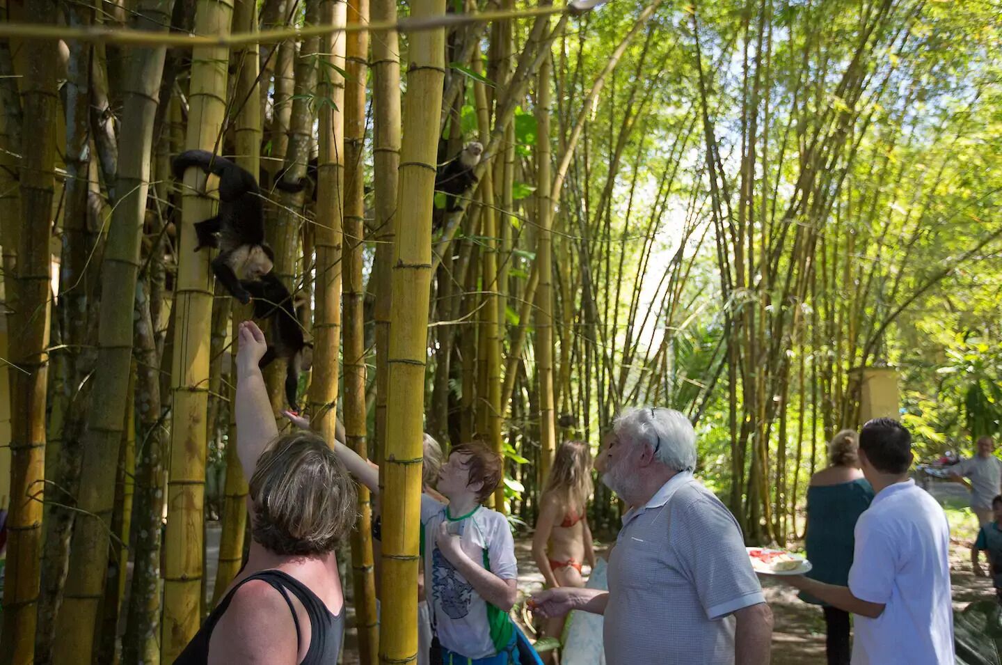 Un bosque de bambú con visitantes observando y alimentando a los monos.