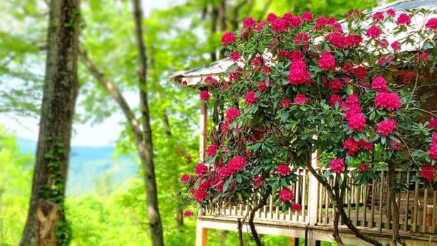 Une terrasse en bois dotée d’une rambarde, entourée d’une végétation luxuriante et d’arbres.