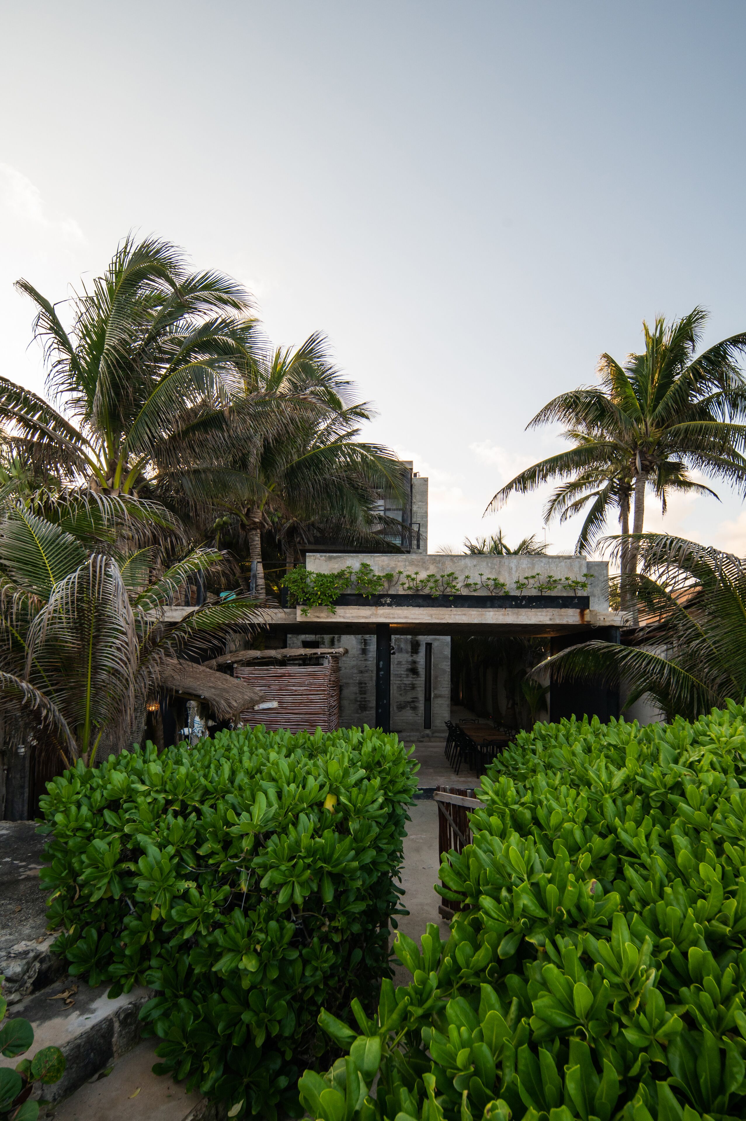 Foto - Tropicalito Tulum