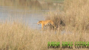 Un tigre marchant dans de hautes herbes, près d’une étendue d’eau.