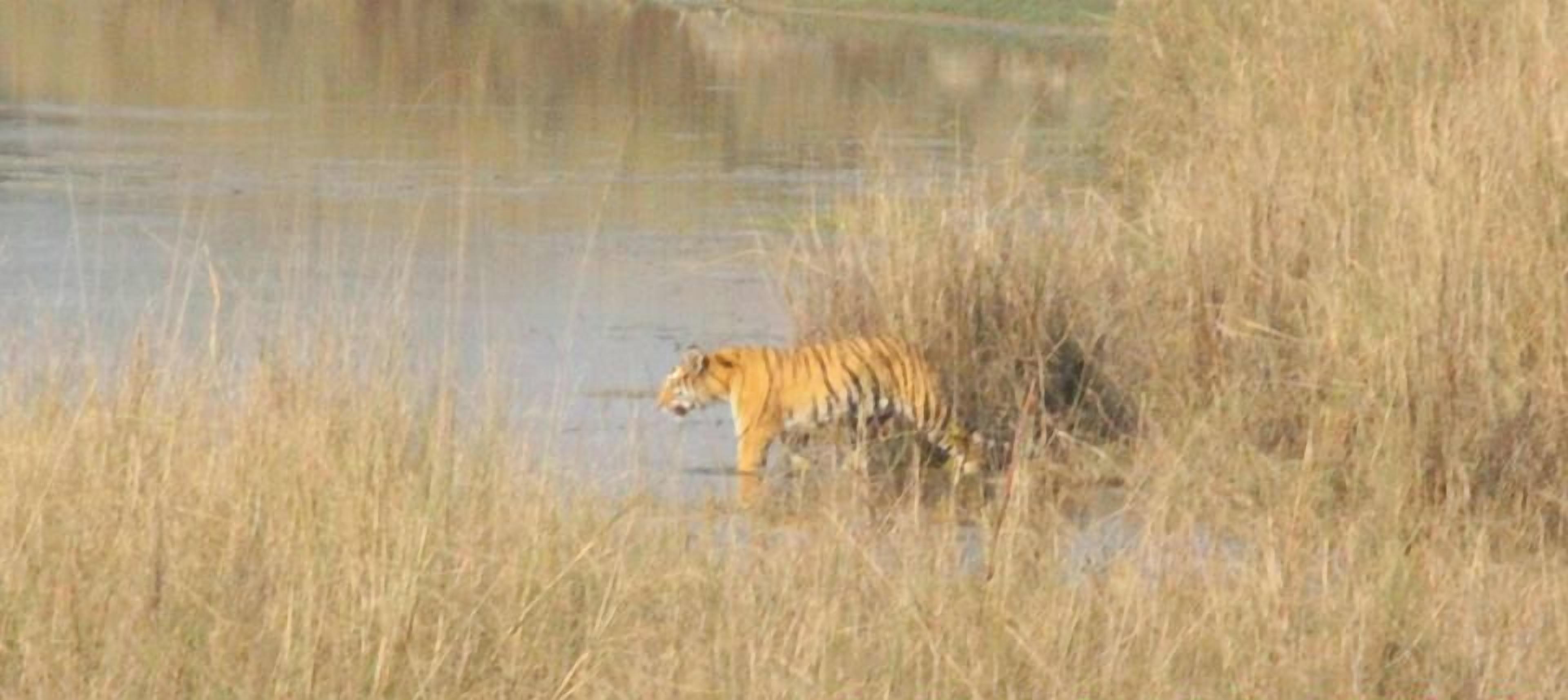 A tiger walking through tall grass near a body of water.