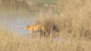 Un tigre caminando entre hierba alta cerca de una masa de agua.