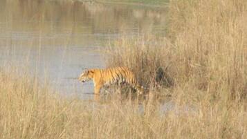 A tiger walking through tall grass near a body of water.