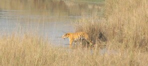 Un tigre caminando entre hierba alta cerca de una masa de agua.