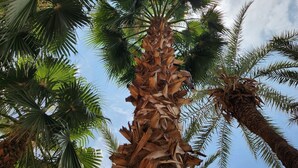 Uma palmeira alta com tronco texturizado e folhas verdes contra um céu claro.