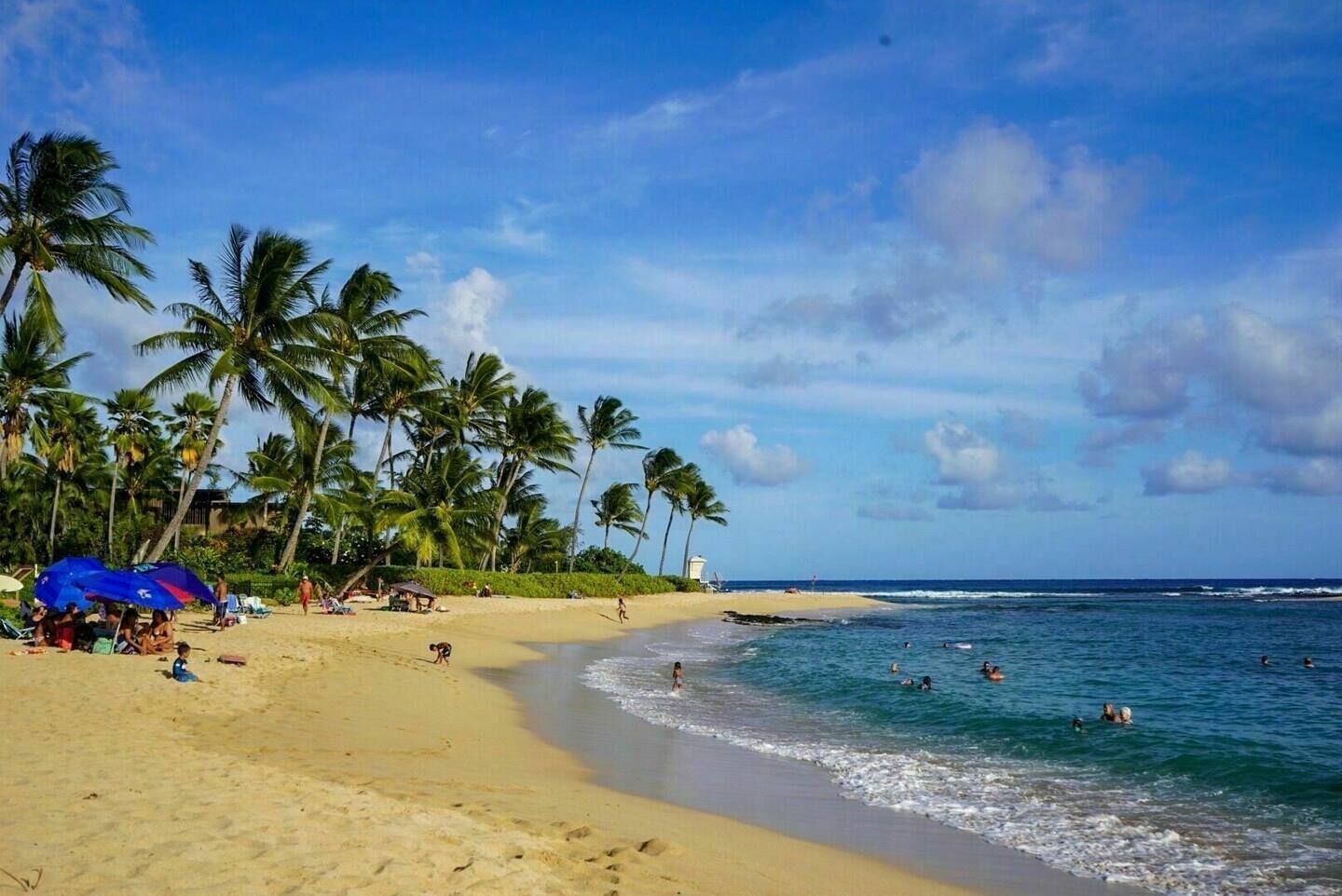 A beach with palm trees, a sandy shore, and people swimming in the water.