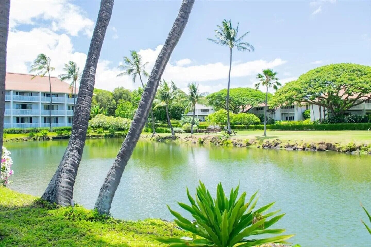 A serene hotel setting with a pond, palm trees, and lush greenery.