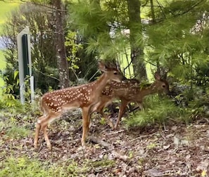 Miscellaneous - Charming Bear: Secluded Mountain Cabin w/ Firepit, Views, 2 Living Areas & Pets! (Hiawassee)