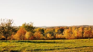 A field with autumn-colored trees and a distant view of hills.