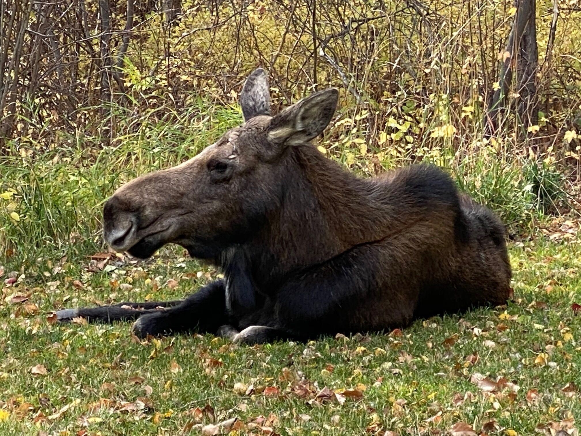 Hirvi lepää ruohikolla, taustalla näkyy puita ja maahan pudonneita lehtiä.