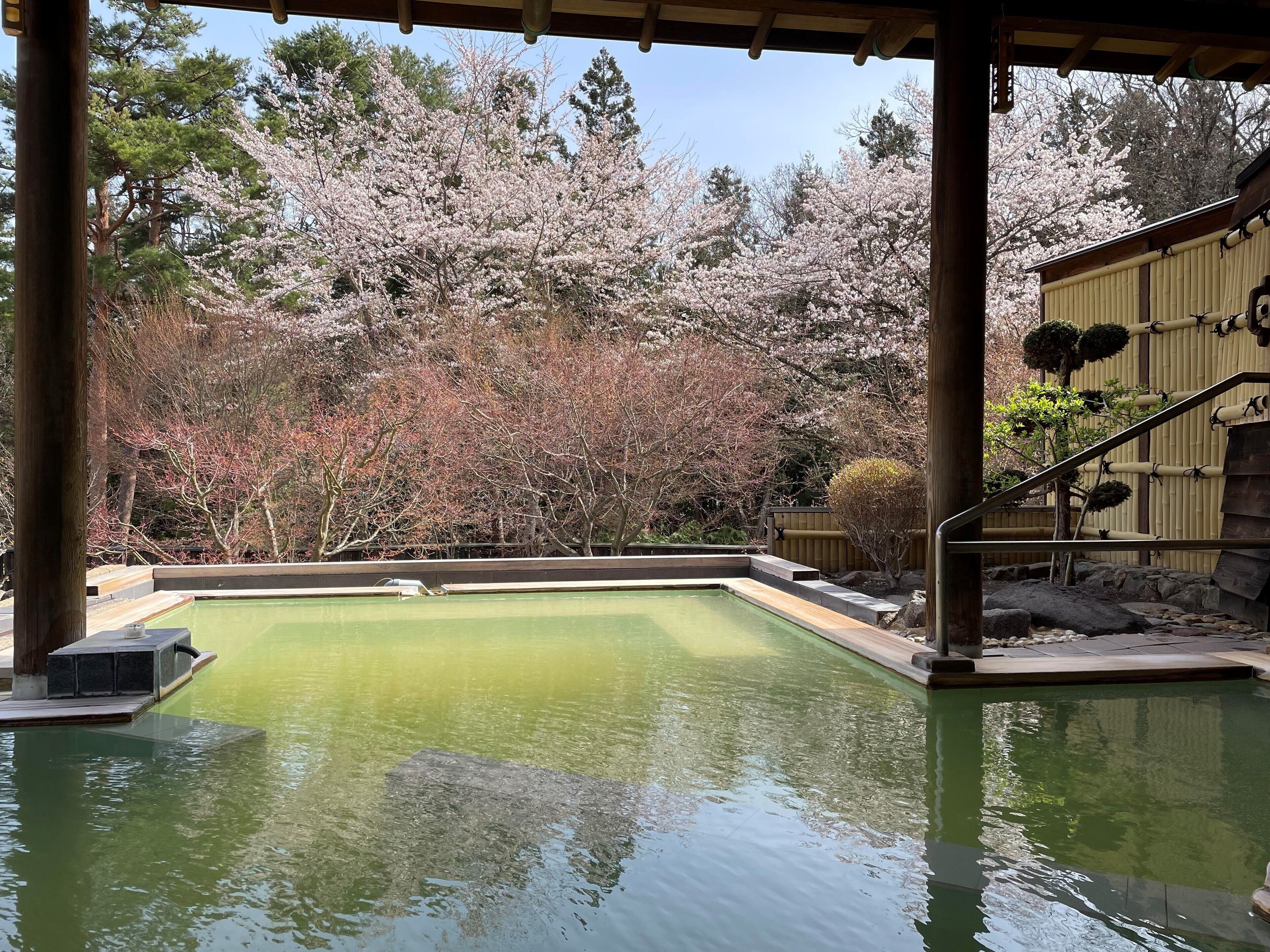 Piscina con vistas a flores de cerezo y una estructura de bambú.
