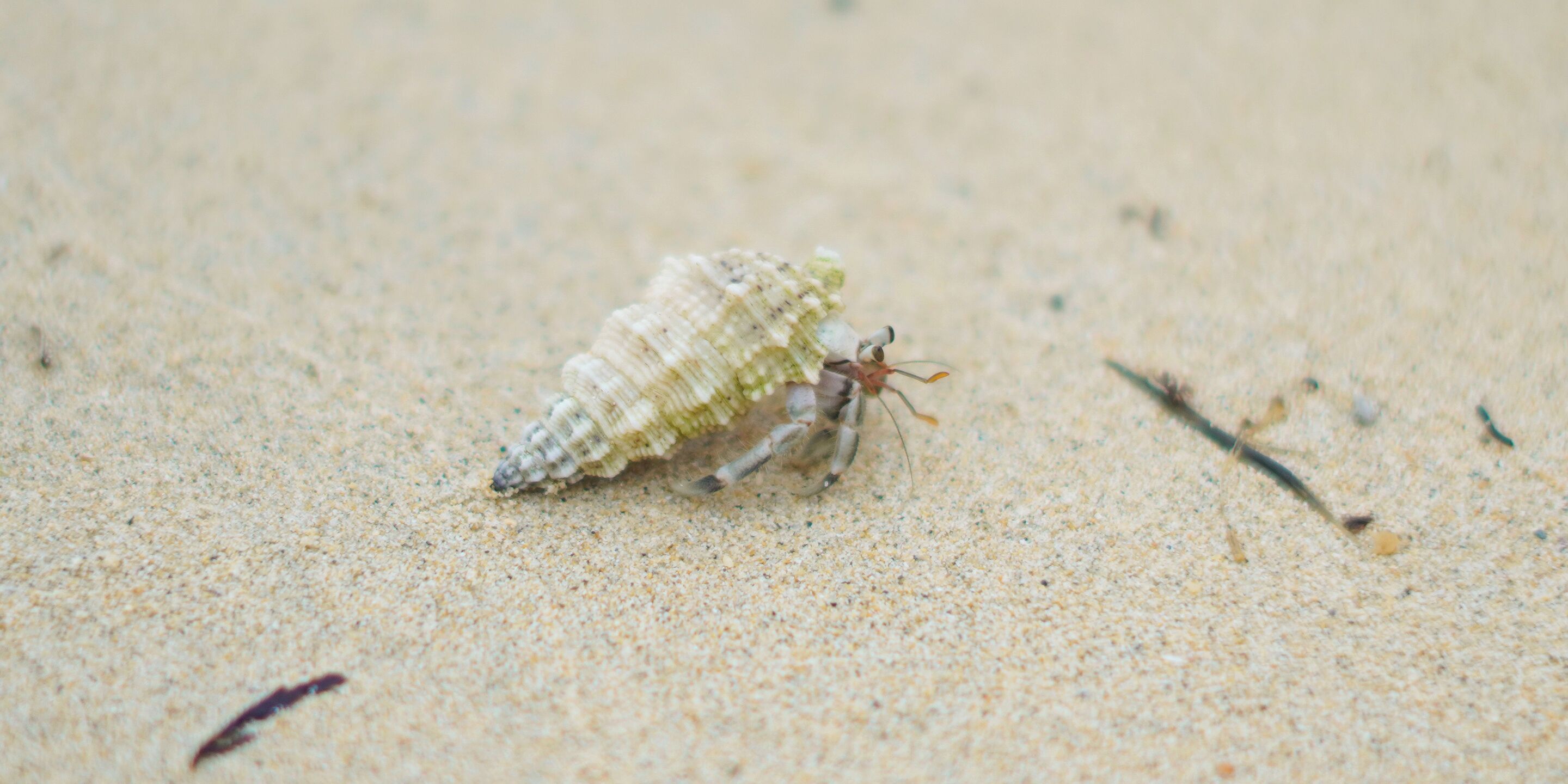A seashell on a sandy surface.