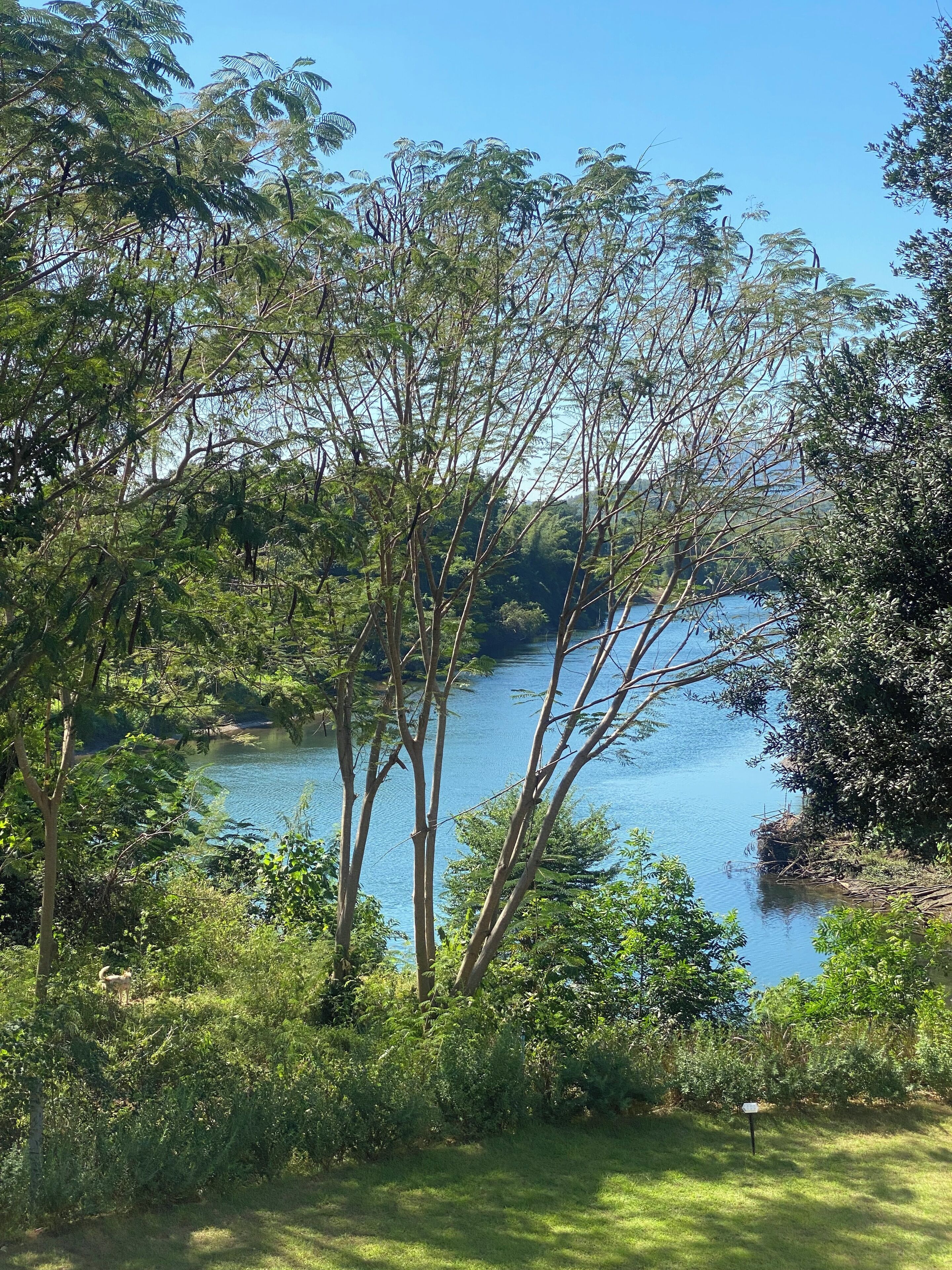 Ein friedlicher Seeblick mit dichter Vegetation und blauem Himmel.
