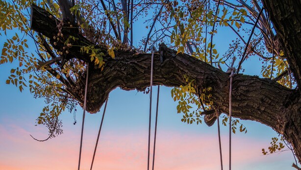 A person sitting on a swing attached to a tree, overlooking a landscape with hills and a sunset. - 20-Acre Retreat • Hot Tub + Panoramic Views + Pickleball Court | Slice of Heaven (Temecula)