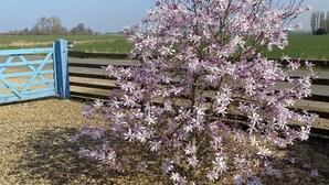 Een tuin met een bloeiende boom en een blauw hek.