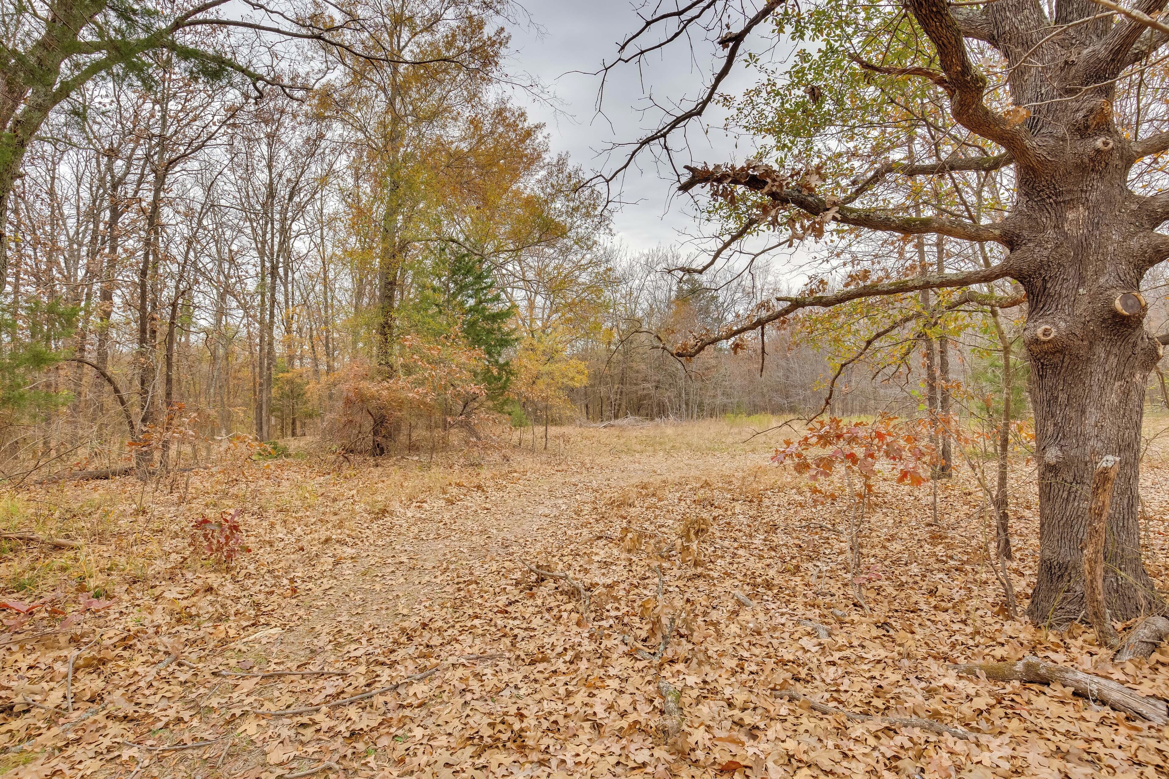 A forest with a fallen tree and leaf-covered ground.