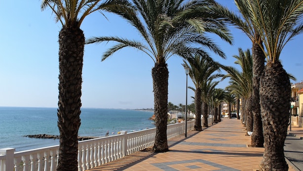Una passeggiata costiera fiancheggiata da palme e un muretto bianco, che conduce al mare.