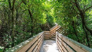 Un pasarela de madera que atraviesa un bosque.