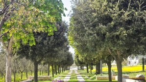 Un chemin bordé d’arbres et de jardinières, qui mène à un bâtiment.